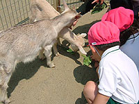 �v�����̂���q